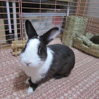 保護ウサギ・クロノちゃん
