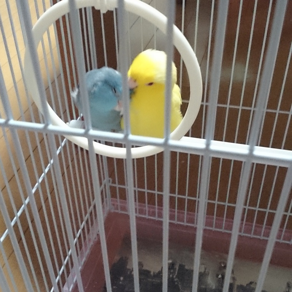 かすてらのカバー写真