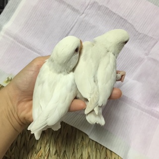 コザクラインコの幼鳥