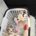シャムミックスの子猫達男の子女の子