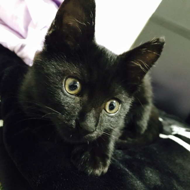 渡辺ジュリアのカバー写真