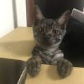 黒猫くんとグレートラくん
