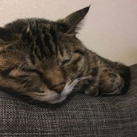 あんず
