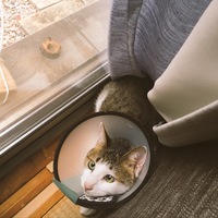 もも