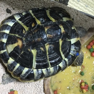 リクガメの里親候補受付終了させて頂きました