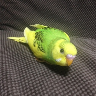 セキセイインコ中雛1