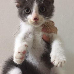 10月15日(日)に豊川市で猫の譲渡会！