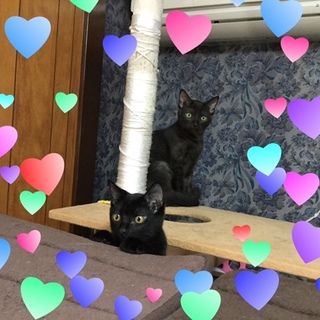 仲良し黒猫兄弟♪