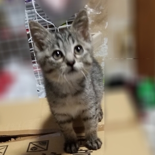 元気な男の子です