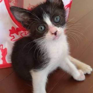 白黒の男の子