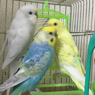 ステキなかぞくがきまりました。