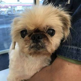 飼主急死のシーズー男の子