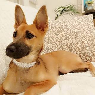 シェパMIX？お耳ダンボの宮古島犬！