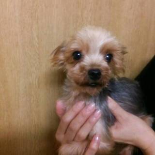 ヨークシャテリアの男の子