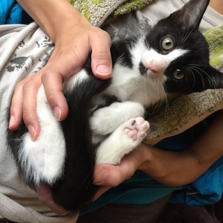 生後2か月ほどの子猫