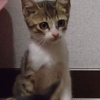 可愛いサバ白、麦タ君。