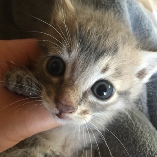 一ヶ月くらいの子猫