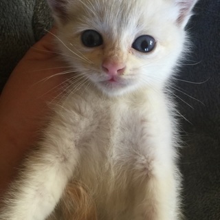 一ヶ月くらいの子猫