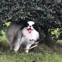 ラムラム