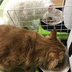 「自動給餌器の使用感」サムネイル2