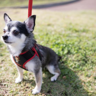 元気いっぱいチワワの女の子