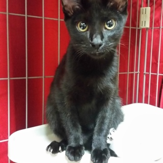 黒猫　(仮名)ジジ