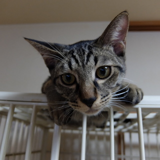 ベタベタ甘えん坊の南天くん