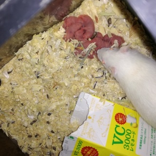 白色のラットです。