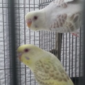 募集終了、セキセイインコ、ファローSPの里親募集