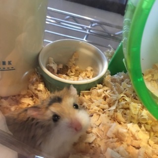 ロボロフスキーハムスター里親様急募
