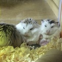 ハムスター里親