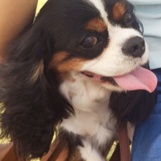 おっとり可愛いキャバリアの女の子 リッツ 