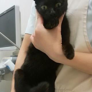 ☆おうちが決まりました☆ 捨て猫のおうち探し