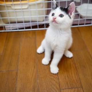 前髪短めのハチワレ美猫ちゃん