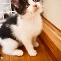 つぶらな瞳の白黒美猫ちゃん