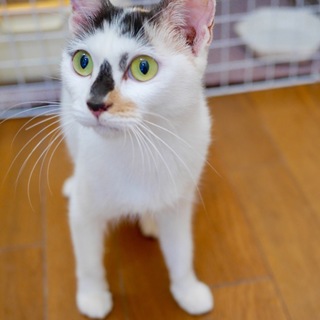 甘えん坊の美しい三毛猫ちゃん