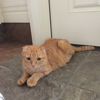 スコティッシュ(またはmix)ムギちゃん2歳