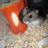 ジャンガリアンハムスター里親募集！ サムネイル4