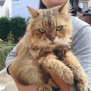 チンチラゴールデン風人懐こい男の子