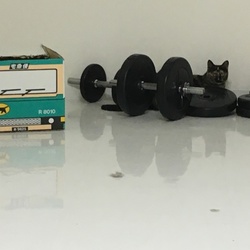 猫部屋 in 長男宅