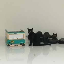 「猫部屋 in 長男宅」サムネイル2