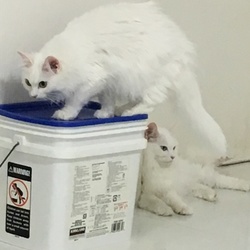 「猫部屋 in 長男宅」サムネイル3