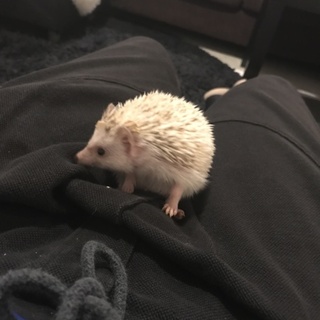 ハリネズミの里親を募集します