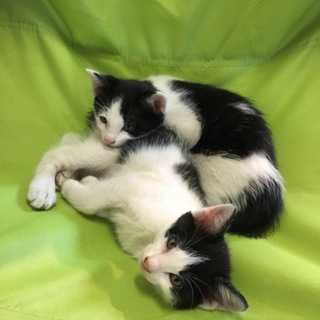 ハチワレ 牛柄模様 オスメス 里親さん募集