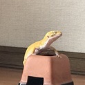 ヒョウモントカゲモドキ里親募集