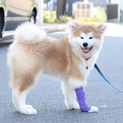 愛らしい秋田犬の仔犬です。
