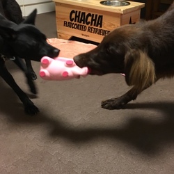 「袮寧2泊3日の帰宅」サムネイル2