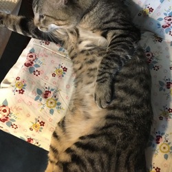 初めてのお留守番と15回目のじにゃ祭りと。