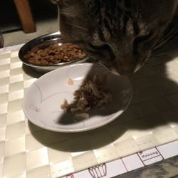 「初めてのお留守番と15回目のじにゃ祭りと。」サムネイル3