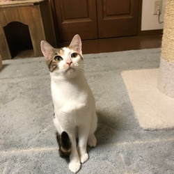 きなこ１歳の誕生日